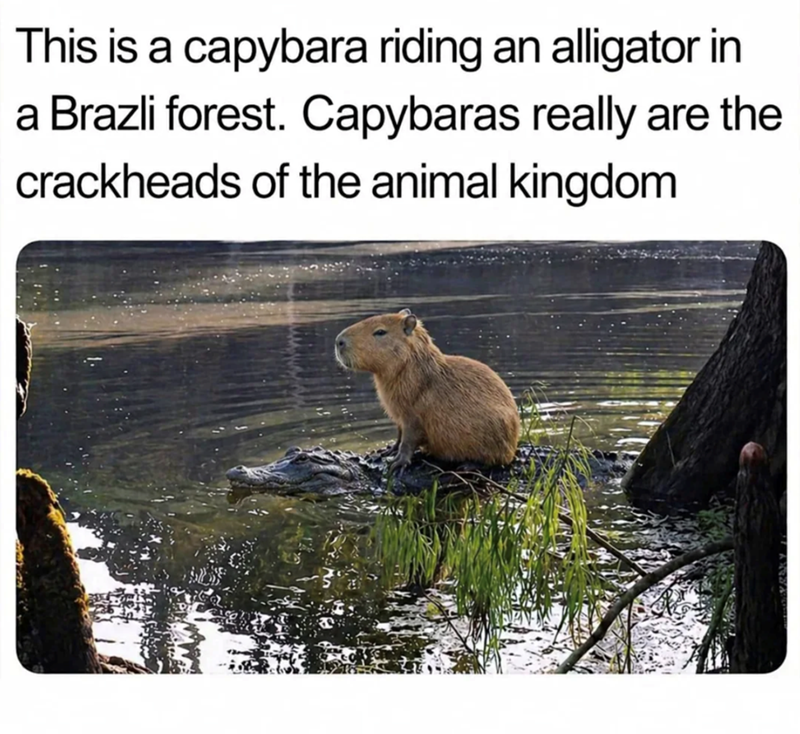 This is a capybara riding an alligator in a Brazli forest. Capybaras really are the crackheads of the animal kingdom