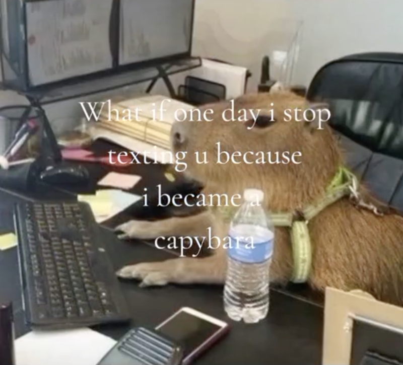 What if one day i stop texting u because i became capybara