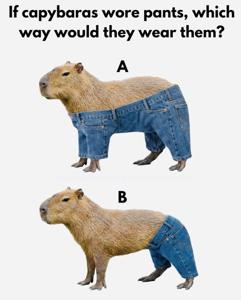 capybaras wore wore pants, which way would they wear them? A @somefrenchienan B
