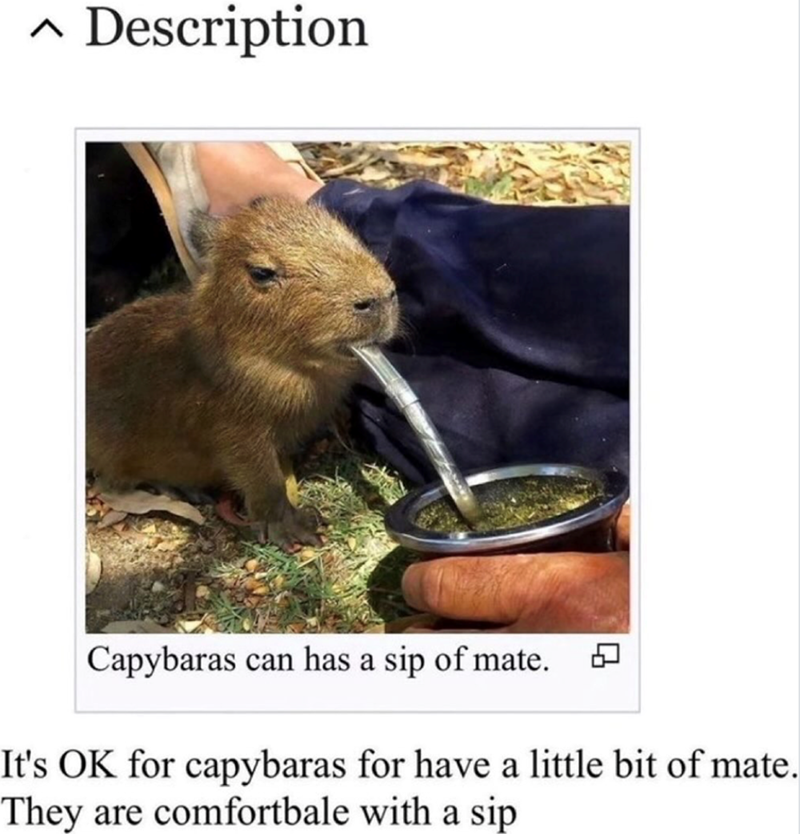 ^ Description Λ Capybaras can has a sip of mate. Q It's OK for capybaras for have a little bit of mate. They are comfortbale with a sip