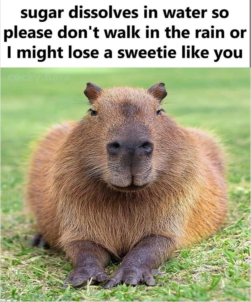 sugar dissolves in water so please don't walk in the rain or I might lose a sweetie like you cocky.bara