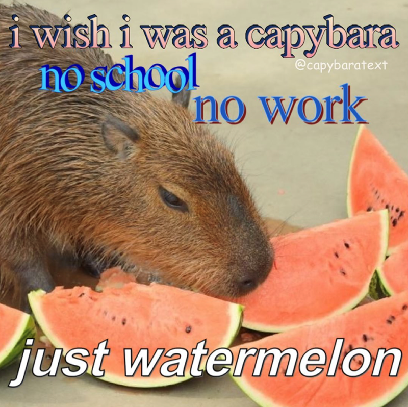i wish i was a capybara no school @capybaratext no work just watermelon
