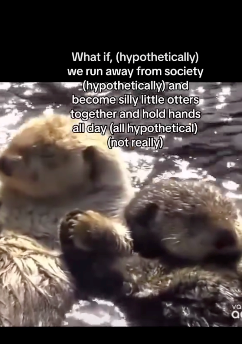 What if, (hypothetically) we run away from society (hypothetically) and become silly little otters together and hold hands all day (all hypothetical) (not really) va και