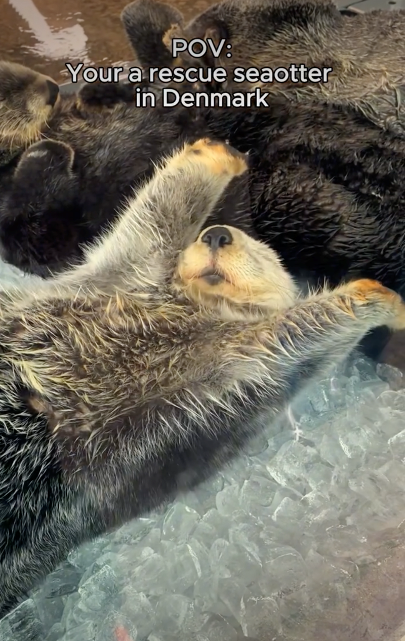 POV: Your a rescue seaotter in Denmark