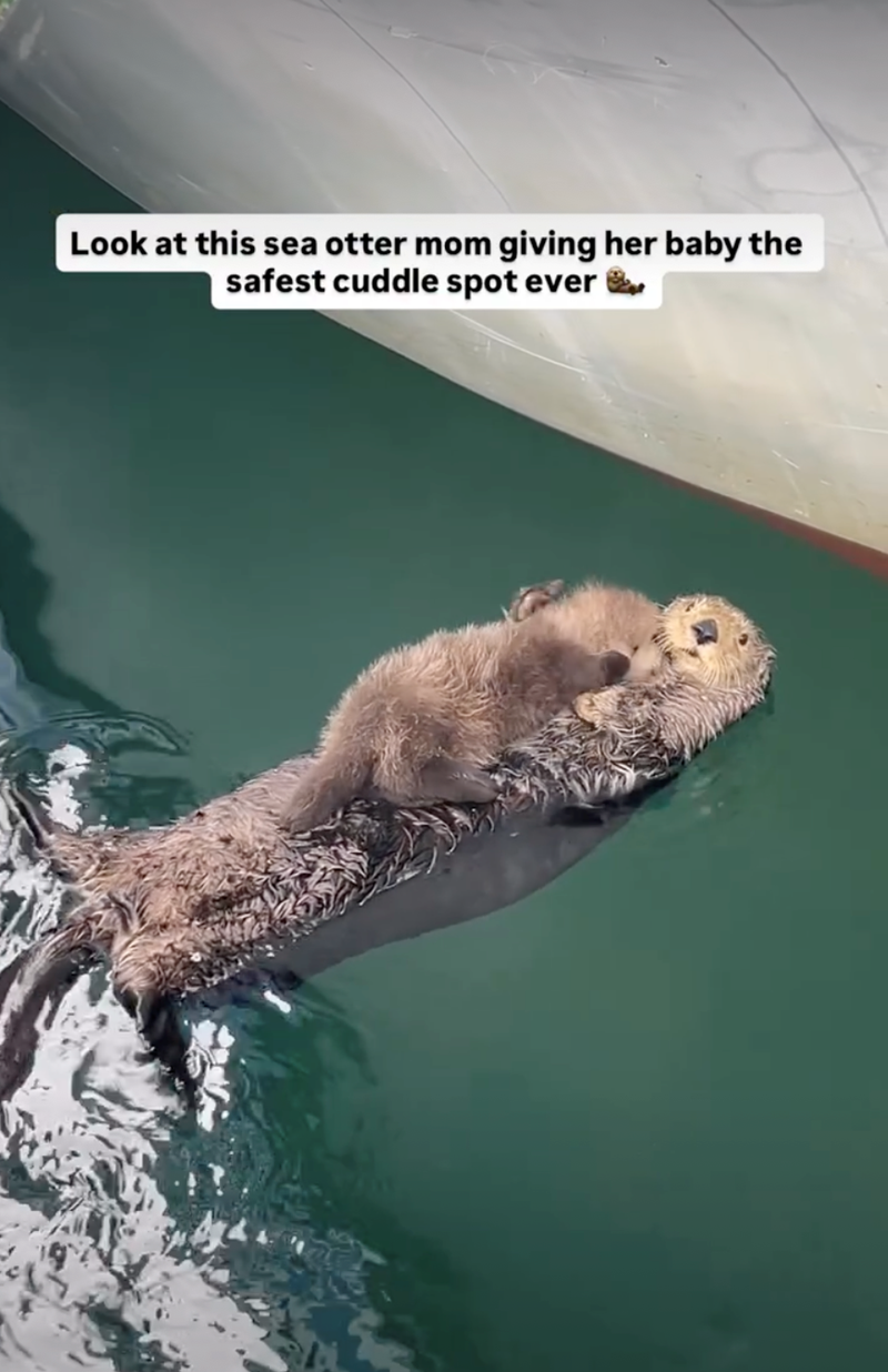 Look at this sea otter mom giving her baby the safest cuddle spot ever