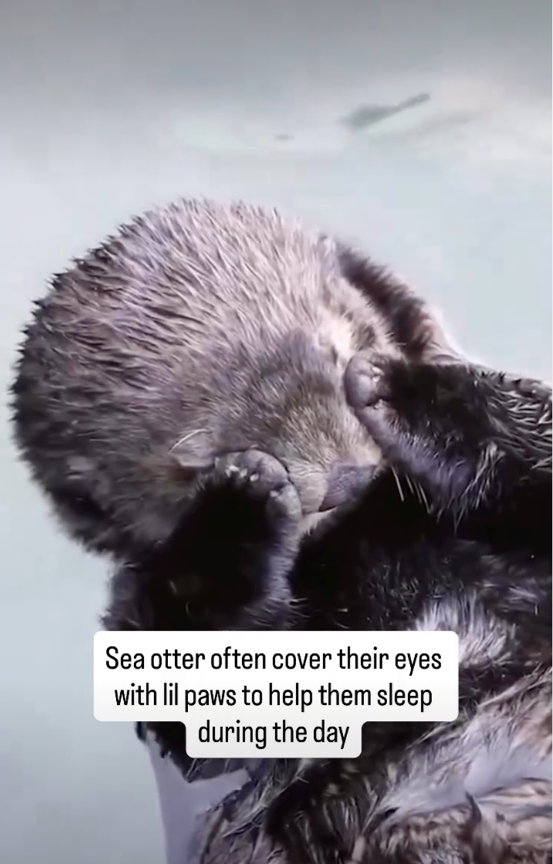 Sea otter often cover their eyes with lil paws to help them sleep during the day