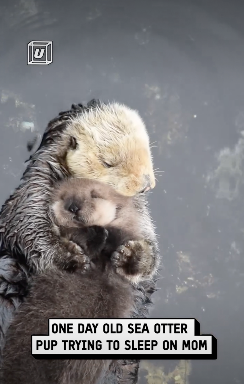 U ONE DAY OLD SEA OTTER PUP TRYING TO SLEEP ON MOM