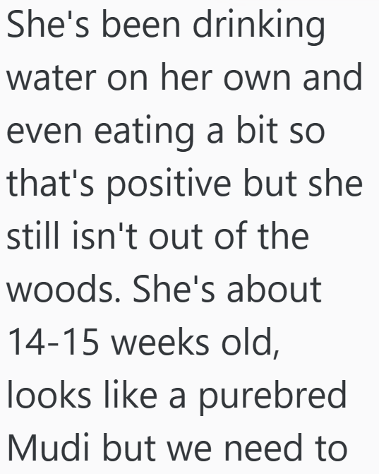 She's been drinking water on her own and even eating a bit so that's positive but she still isn't out of the woods. She's about 14-15 weeks old, looks like a purebred Mudi but we need to