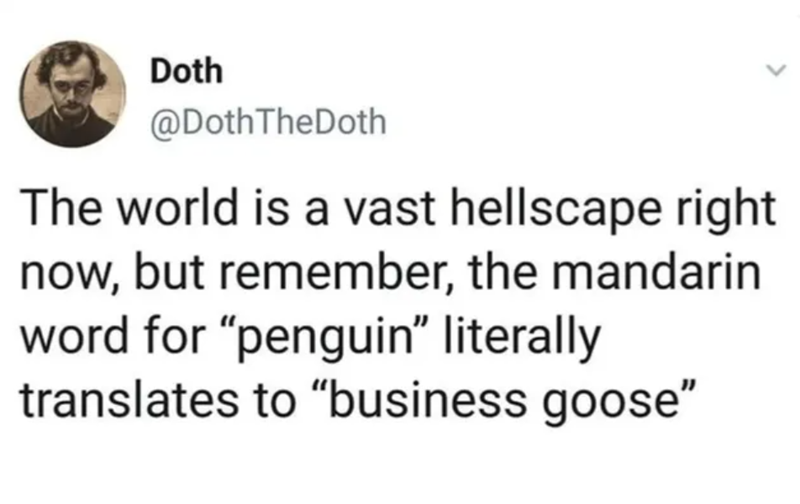 Doth @DothTheDoth > The world is a vast hellscape right now, but remember, the mandarin word for "penguin" literally translates to "business goose"