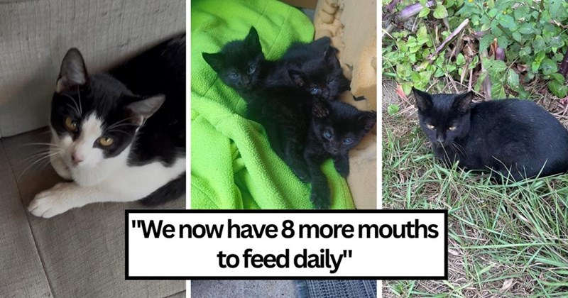 "We now have 8 more mouths to feed daily"