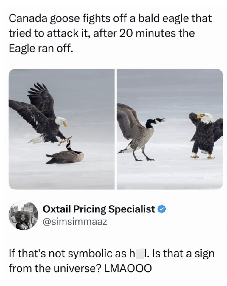 Canada goose fights off a bald eagle that tried to attack it, after 20 minutes the Eagle ran off. Oxtail Pricing Specialist @simsimmaaz If that's not symbolic as h I. Is that a sign from the universe? LMAOO0