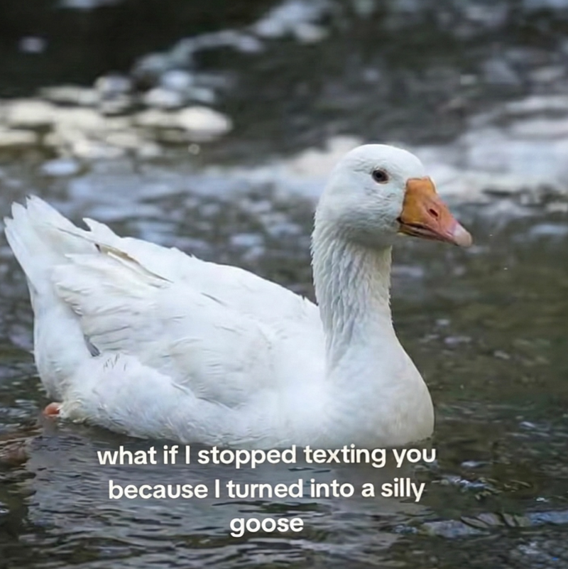 what if I stopped texting you because I turned into a silly goose