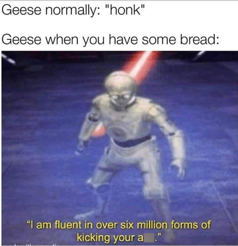 Geese normally: "honk" Geese when you have some bread: "I am fluent in over six million forms of kicking your a."