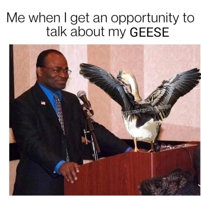 Me when I get an opportunity to talk about my GEESE @mr.margelivinlarge
