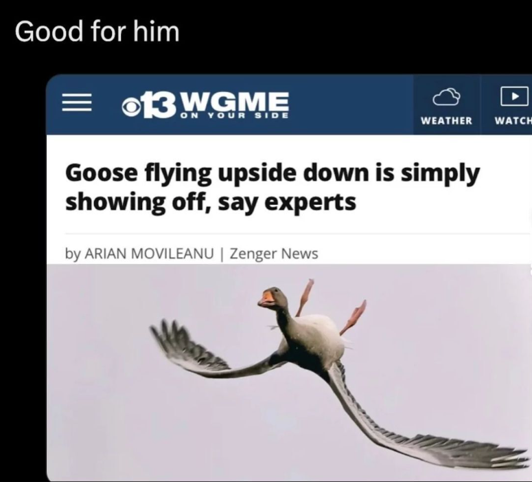 Good for him = 13 WGME ON YOUR SIDE WEATHER WATCH Goose flying upside down is simply showing off, say experts by ARIAN MOVILEANU | Zenger News