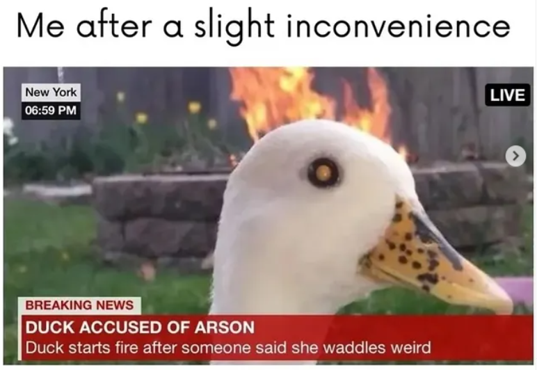 Me after a slight inconvenience New York 06:59 PM BREAKING NEWS DUCK ACCUSED OF ARSON Duck starts fire after someone said she waddles weird LIVE