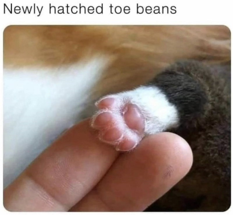 Newly hatched toe beans.