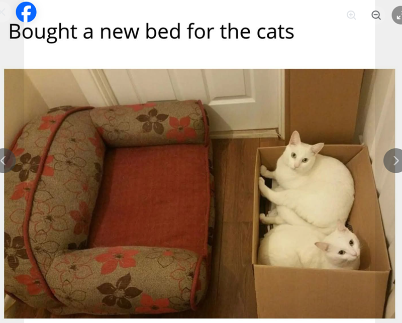 € Q K Bought a new bed for the cats