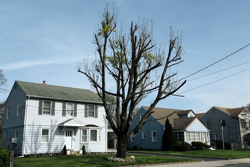 A tree in front of a white house
