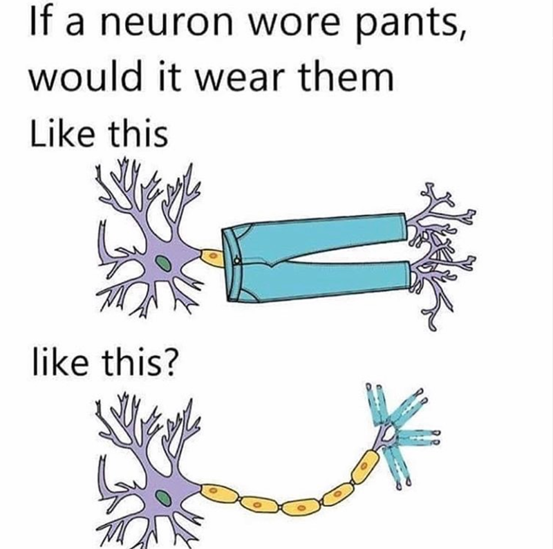 If a neuron wore pants, would it wear them Like this like this?