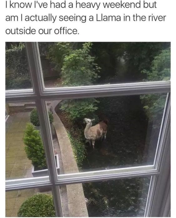 I know I've had a heavy weekend but am I actually seeing a Llama in the river outside our office.