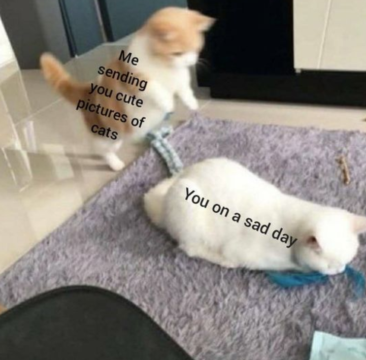 Me sending you cute pictures of cats You on a sad day