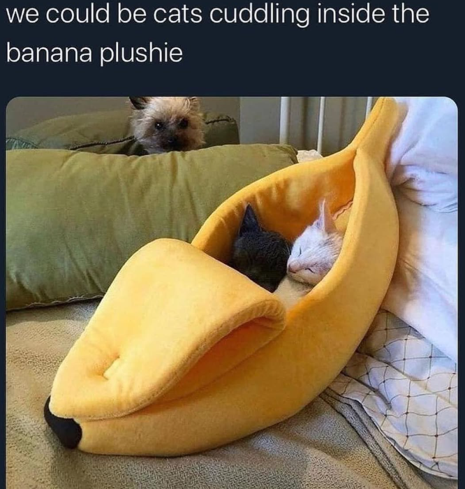 we could be cats cuddling inside the banana plushie