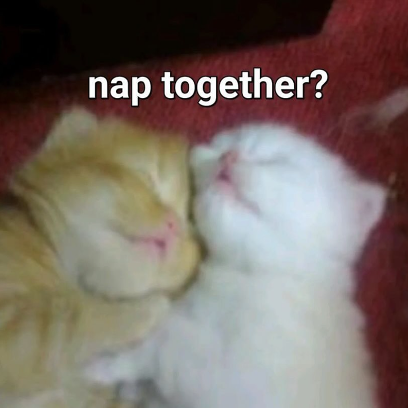 nap together?