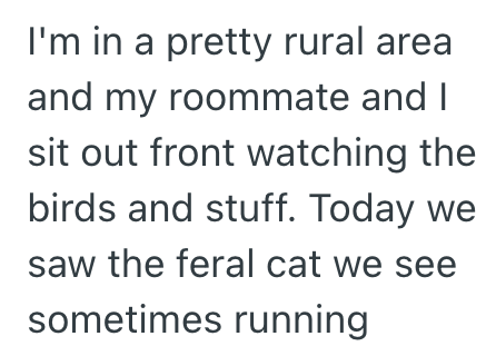 I'm in a pretty rural area and my roommate and I sit out front watching the birds and stuff. Today we saw the feral cat we see sometimes running