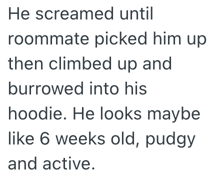He screamed until roommate picked him up then climbed up and burrowed into his hoodie. He looks maybe like 6 weeks old, pudgy and active.