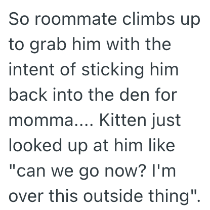 So roommate climbs up to grab him with the intent of sticking him back into the den for momma.... Kitten just looked up at him like "can we go now? I'm over this outside thing".