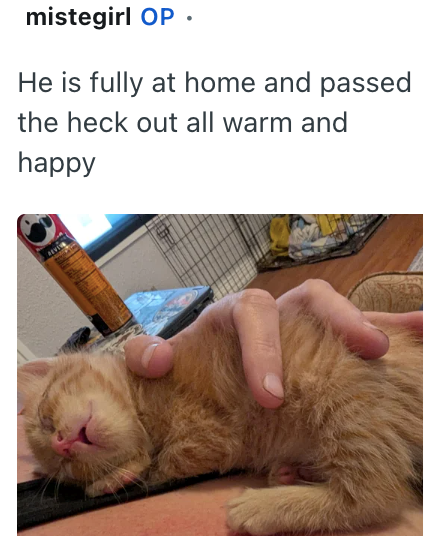 mistegirl OP. He is fully at home and passed the heck out all warm and happy