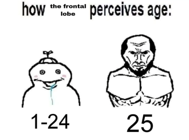 how the frontal lobe perceives age: 1-24 25