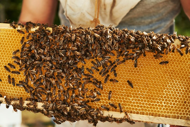 Beekeeper holding honeycomb frame covered in bees during honey production process.
