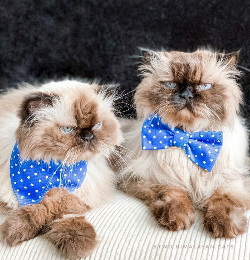 @TWO HIMALAYAN.CATS