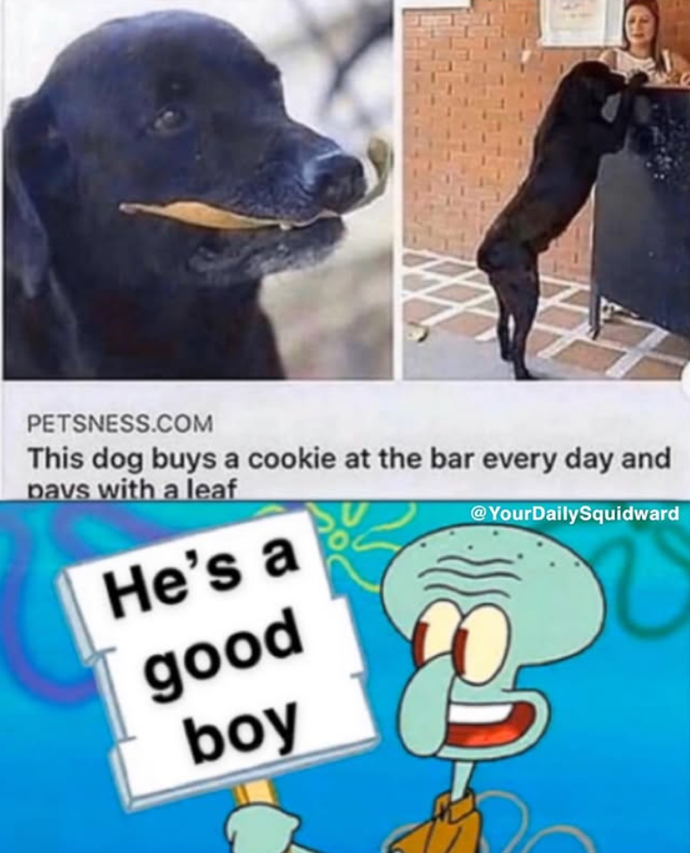 N PETSNESS.COM This dog buys a cookie at the bar every day and pavs with a leaf He's a good boy @YourDailySquidward