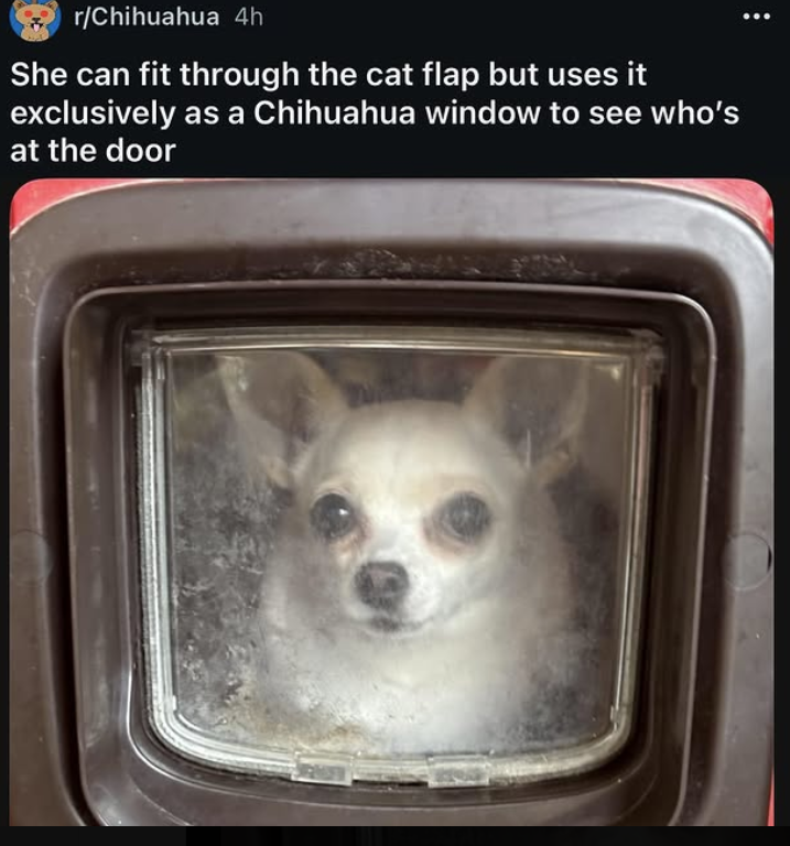r/Chihuahua 4h She can fit through the cat flap but uses it exclusively as a Chihuahua window to see who's at the door