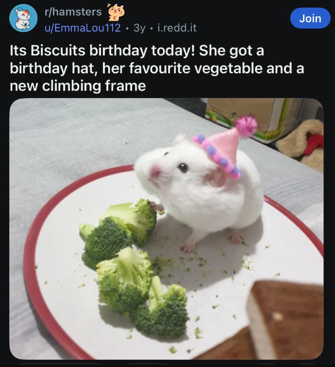 Join r/hamsters u/EmmaLou112.3y. i.redd.it Its Biscuits birthday today! She got a birthday hat, her favourite vegetable and a new climbing frame
