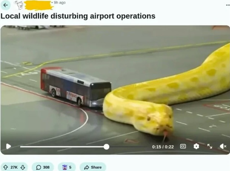 9h ago Local wildlife disturbing airport operations 27K 308 5 Share 0:15/0:22 CC ***
