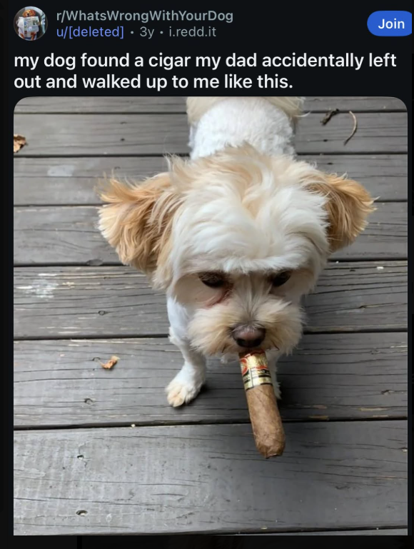 r/WhatsWrong WithYourDog u/[deleted] 3y.i.redd.it Join my dog found a cigar my dad accidentally left out and walked up to me like this.