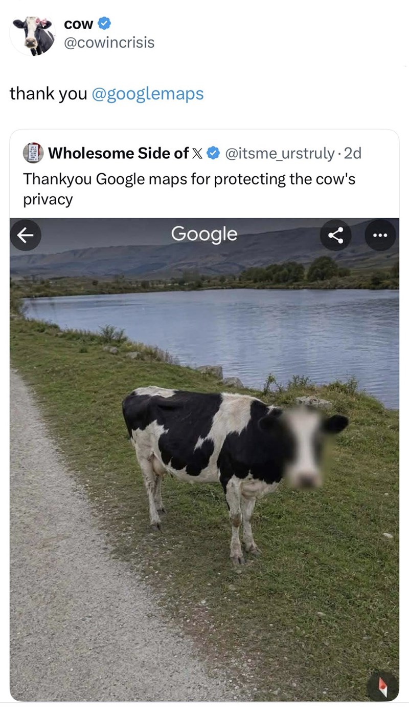 COW @cowincrisis thank you @googlemaps Wholesome Side of X@itsme_urstruly-2d Thankyou Google maps for protecting the cow's privacy K Google