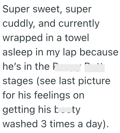 Super sweet, super cuddly, and currently wrapped in a towel asleep in my lap because he's in the F stages (see last picture for his feelings on getting his boty washed 3 times a day).
