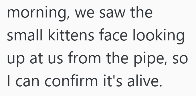 morning, we saw the small kittens face looking up at us from the pipe, so I can confirm it's alive.