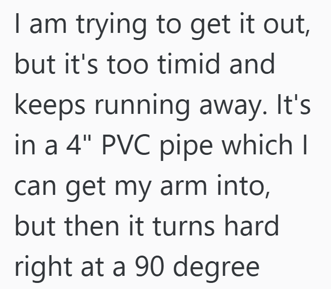 I am trying to get it out, but it's too timid and keeps running away. It's in a 4" PVC pipe which I can get my arm into, but then it turns hard right at a 90 degree