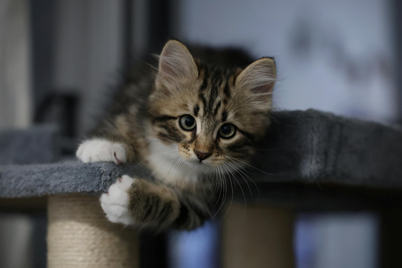 Kitten resting on a cat tree indoors.