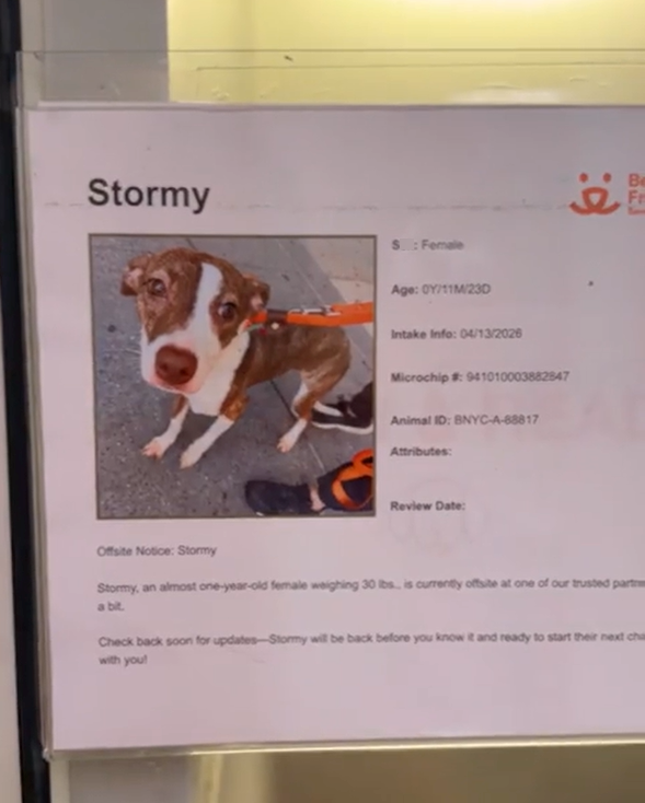 Stormy $: Female Age: 0Y/11M/23D Intake Info: 04/13/2026 Microchip #: 941010003882847 Animal ID: BNYC-A-88817 Attributes: Review Date: Offsite Notice: Stormy Stormy, an almost one-year-old female weighing 30 lbs... is currently offsite at one of our trusted part a bit. Check back soon for updates-Stormy will be back before you know it and ready to start their next cha with you! 6: Be