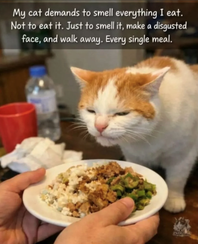 My cat demands to smell everything I eat. Not to eat it. Just to smell it, make a disgusted face, and walk away. Every single meal. CAT