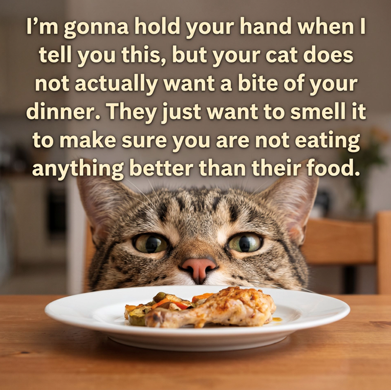 I'm gonna hold your hand when I tell you this, but your cat does not actually want a bite of your dinner. They just want to smell it to make sure you are not eating anything better than their food.
