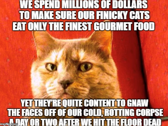 WE SPEND MILLIONS OF DOLLARS TO MAKE SURE OUR FINICKY CATS EAT ONLY THE FINEST GOURMET FOOD YET THEY'RE QUITE CONTENT TO GNAW THE FACES OFF OF OUR COLD, ROTTING CORPSE ingleDAY OR TWO AFTER WE HIT THE FLOOR DEAD imgflip.com