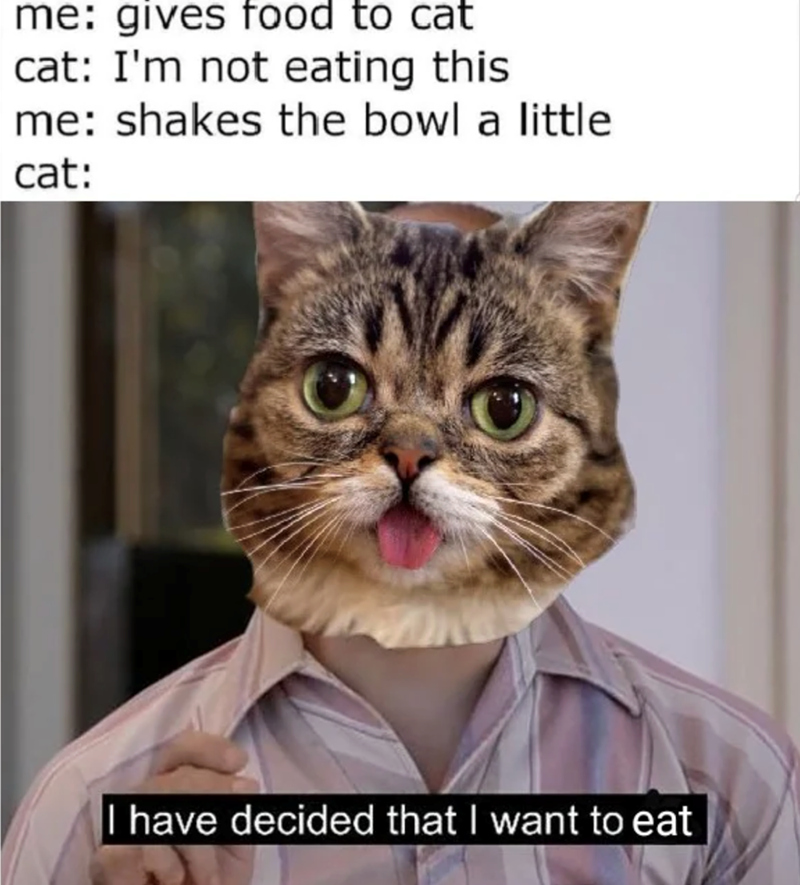 me: gives food to cat cat: I'm not eating this me: shakes the bowl a little cat: I have decided that I want to eat